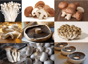 mushroom-2